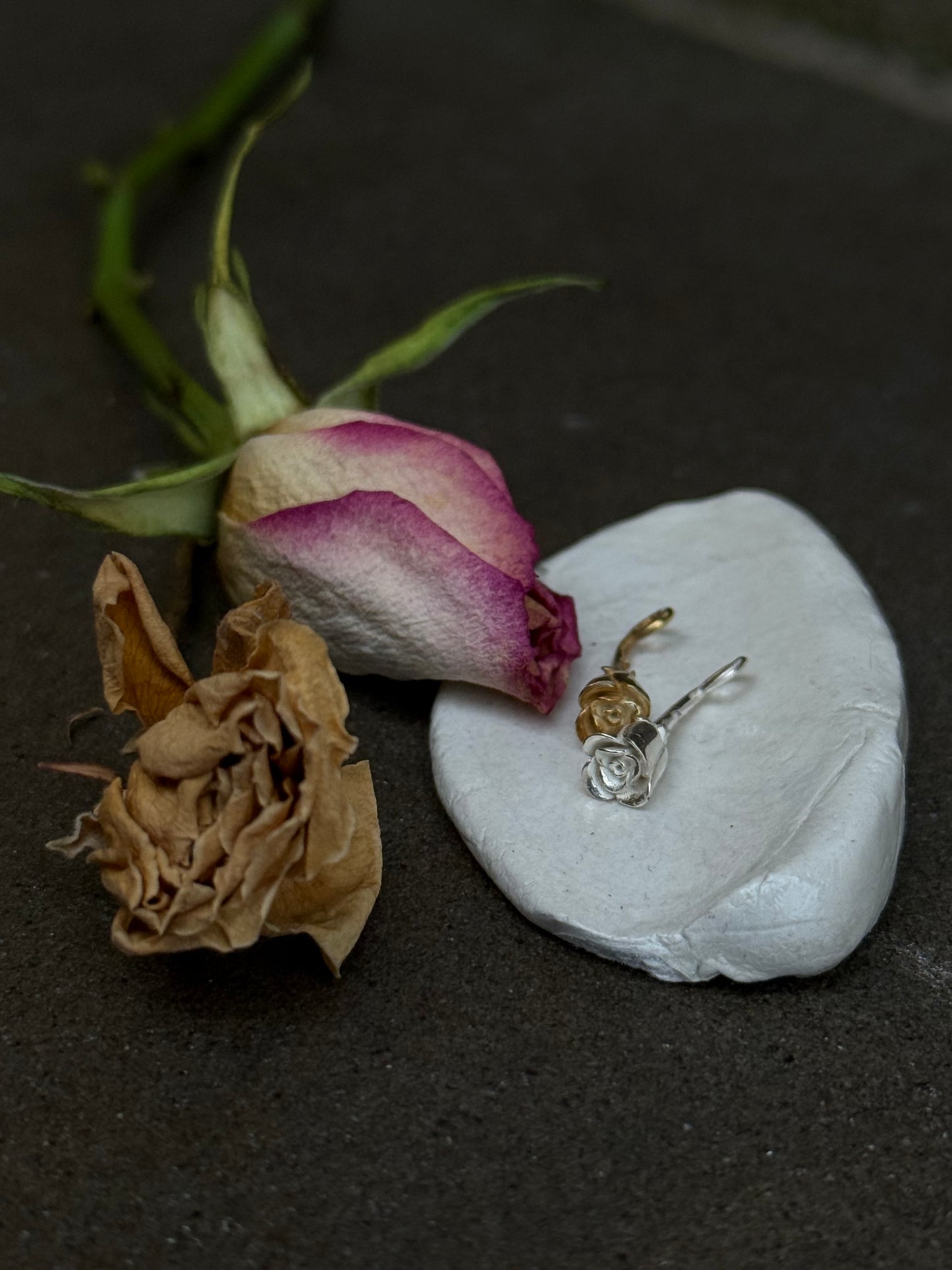 Rosa incantata